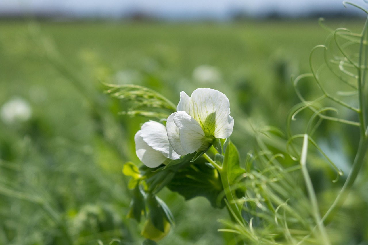 peas_in_field_biostimulant
